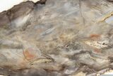 Colorful, Polished Petrified Wood Slab - Nevada #236147-1
